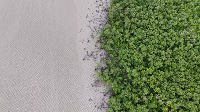 Aerial view of mangrove forest edge and mudflat