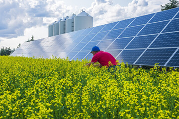 a man scouts a field of  bloom stage canola with on-farm solar panels in the background, near Oakbank, Manitoba, Canada © Dave