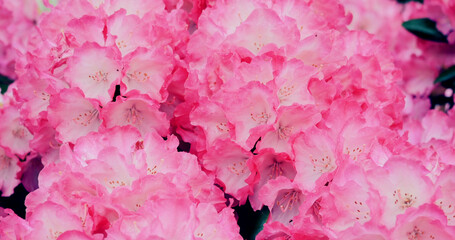 Fototapeta premium Bright pink flowers bloom in a garden during spring, attracting bees and butterflies for pollination