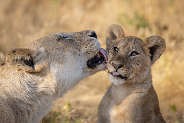 Tender moment of an African lioness grooming her young cub © stuporter