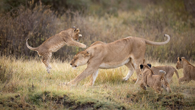Playful lion cub jumping and pouncing on mother lioness