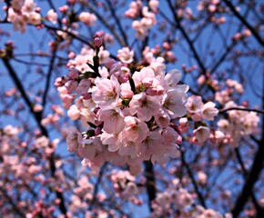 Fototapeta premium Pink Cherry Blossom Close-Up Against Blue Sky