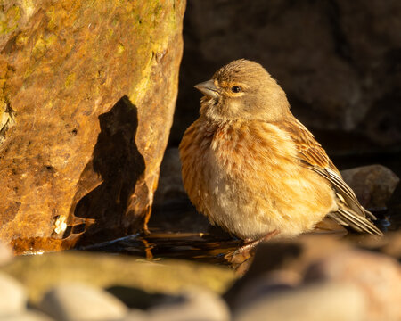 British wild bird. The linnet a popular caged songbird now endangered.