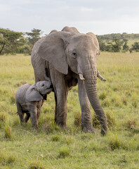 Fototapeta premium Elephant Calf Suckling
