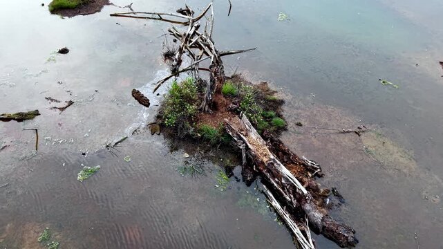 Small island of wood and plants is floating in a body of water. The water is murky and the island is surrounded by debris