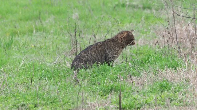 Wild cat hybrid or feral domestic cat hunting in natural habitat