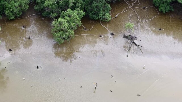 Aerial drone view of dry mangrove trees and mudflat