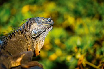 Fototapeta premium side profile of an iguana 