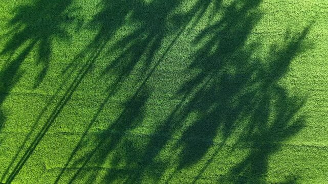 Aerial shadows cast across green paddy field rows