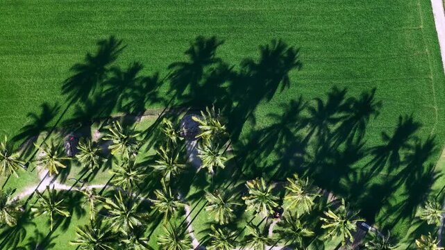 Top down paddy field with long palm tree shadows