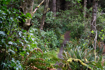 Obraz premium Narrow dirt trail curves through a densely vegetated forest, flanked by layered ferns, shrubs, and broadleaf plants beneath a canopy of trees. 