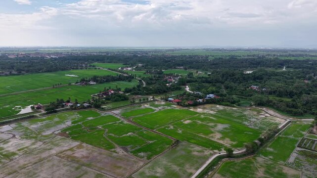 Aerial Drone View Labuh Banting Rice Field Landscape