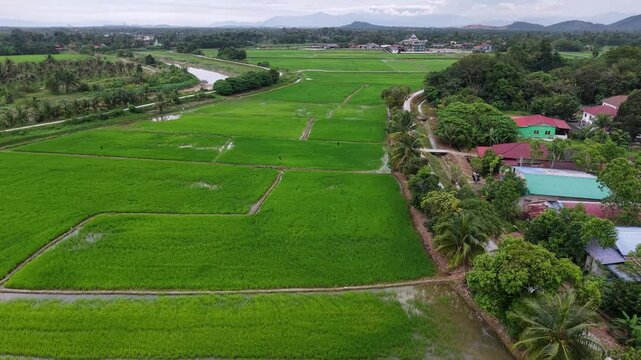 Drone View Over Labuh Banting Rice Paddy Fields And Village