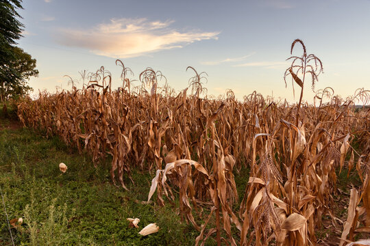 Agricultural landscape with dried corn plantation under intense heat and drought; concept of drought and climate impact on agriculture.