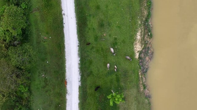 Aerial Labuh Banting Riverbank Road Cattle Grazing