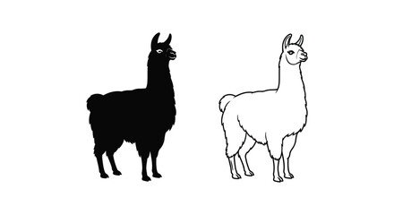 Fototapeta premium Llamas vs Alpacas: Key Differences Explained Vector