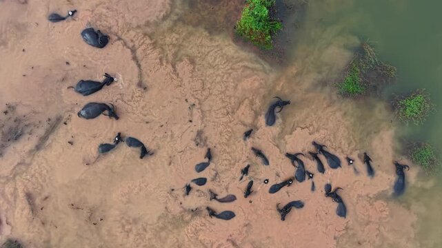 Aerial view of water buffaloes bathing in pond