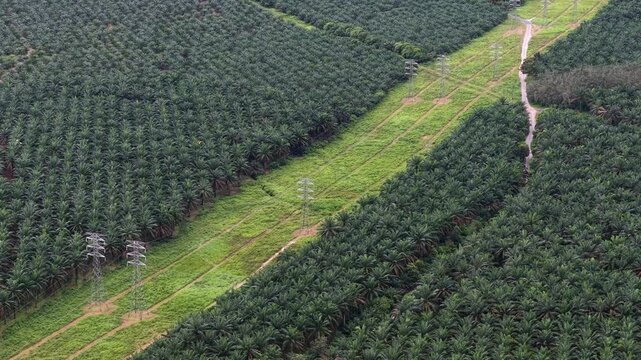Transmission Towers Crossing Oil Palm Plantation Aerial View
