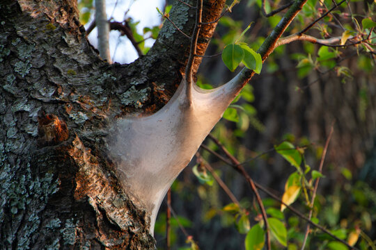 Webworms closeup in a tree on the trunk