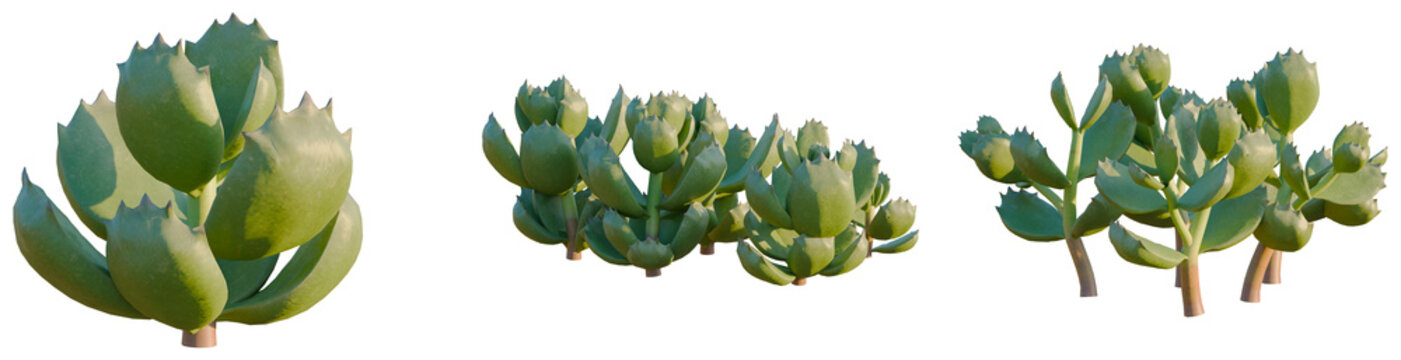 Cotyledon tomentosa tree, elevation, front view, cutout, transparent background, isolate, Succulent Plant Close-Up, Green Leaves Texture, Natural Botanical Detail, Studio Shot