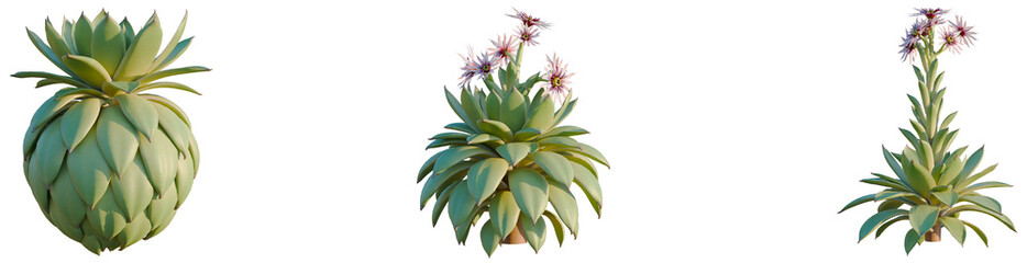 Fototapeta premium Sempervivum tectorum tree, elevation, front view, cutout, transparent background, isolate, Close-up of succulent plant in a terracotta pot with a light green hue - stock photo