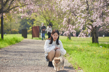 Fototapeta premium 春の桜満開の公園で可愛いポメラニアンの子犬を連れて花見する女子中学生の姿