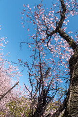 Obraz premium 早春の青空に映えるハツミヨザクラ 滋賀県大津市皇子が丘公園