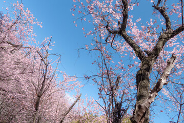 Fototapeta premium 早春の青空に映えるハツミヨザクラ 滋賀県大津市皇子が丘公園
