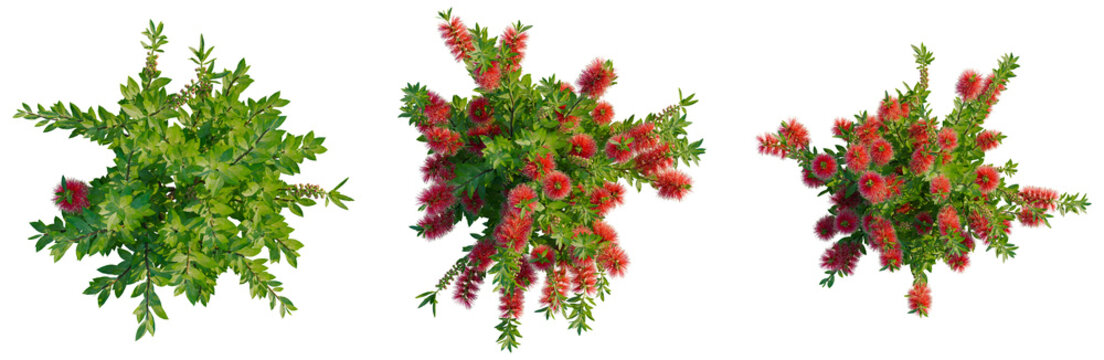 Callistemon citrinus tree plan, top view, cutout, transparent background, isolate, Vibrant Red Flowering Branch on Green Foliage, Perfect for Botanical Design and Spring Themes