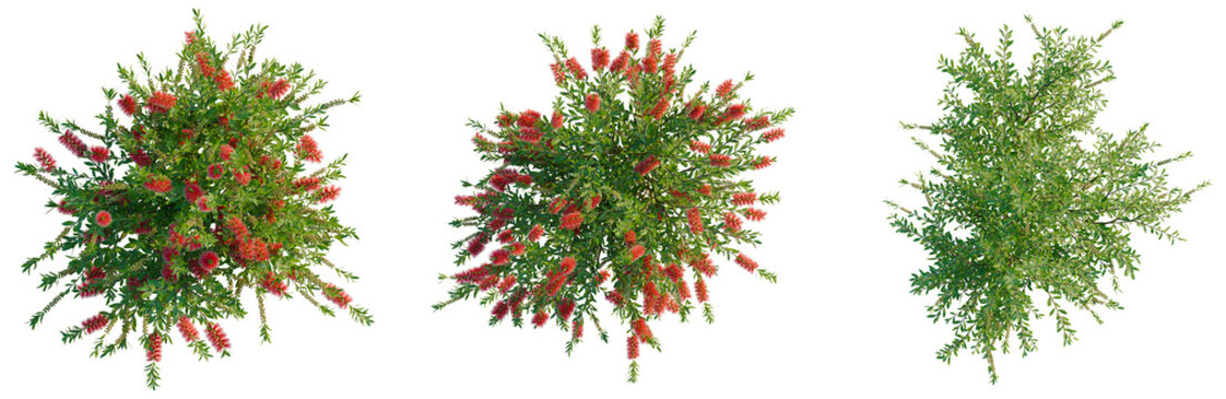 Callistemon citrinus tree plan, top view, cutout, transparent background, isolate, Vibrant Red Flowering Bottlebrush Tree Branch with Lush Green Foliage, Detailed Botanical Illustration