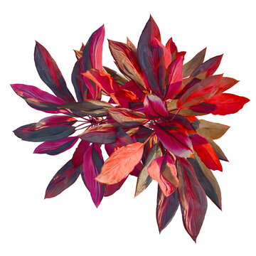 Cordyline rubra tree plan, top view, cutout, transparent background, isolate, Vibrant Purple Shamrock Plant Leaf Close-Up - Textured Botanical Background
