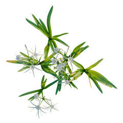 Fototapeta premium Hymenocallis littoralis tree plan, top view, cutout, transparent background, isolate, Delicate Snowdrop Flowers Blooming in Spring, Close-up of Nature's Beauty, Floral Detail