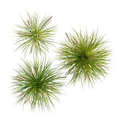 Obraz premium Lomandra fluviatilis tree plan, top view, cutout, transparent background, isolate, Close-up of delicate purple lavender flower spikes, a beautiful natural spring blossom