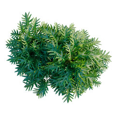Philodendron xanadu tree plan, top view, cutout, transparent background, isolate, Detailed close-up of a lush green fern plant with intricate foliage and texture. © DH Tree Stock