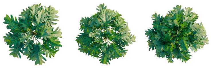 Philodendron xanadu tree plan, top view, cutout, transparent background, isolate, Detailed Green Monstera Leaf Texture, Close-up Nature Photography for Design Elements © DH Tree Stock
