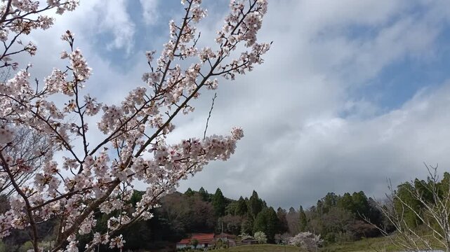 Cherry Blossoms with Copy Space Sky, Spring Nature Background with Soft Clouds