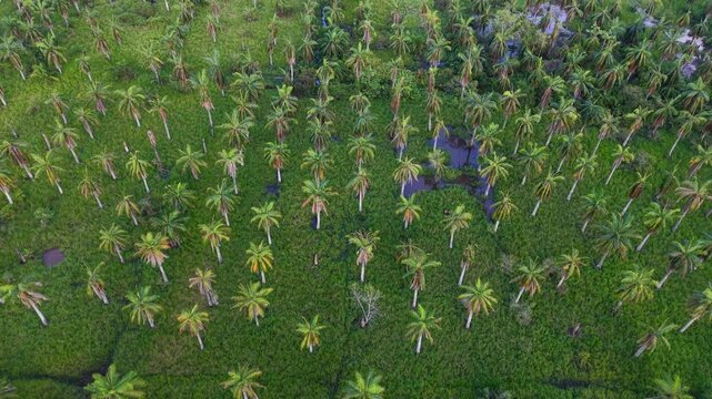 Overhead drone view of palm tree plantation