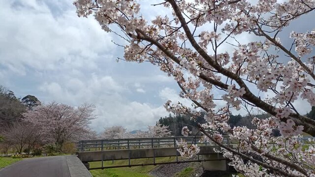 Cherry Blossoms Along Rural Road with Copy Space Sky, Spring Countryside Scenery