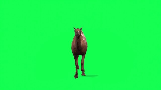 4k Arabian camel run loop animation front view on isolated Green Screen, 3D one-humped Dromedary camel run rendering on chroma key, animation video for your rhymes, stories