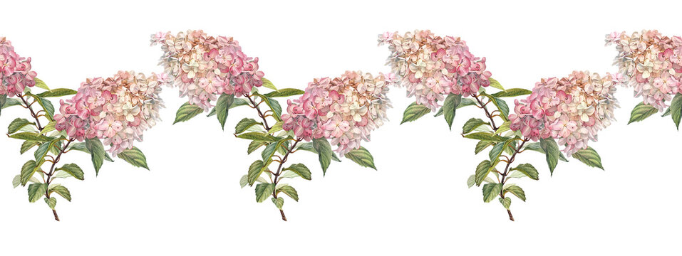 Watercolor seamless border with hydrangea and leaves on white background. Hand-drawn pink botany flower for Women day 8 march. Bouquet for celebration wedding. Summer rim for wallpaper or wrapping