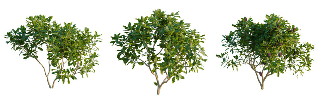 Banksia robur tree, elevation, front view, cutout, transparent background, isolate, Green Rosemary Branch with Leaves, Herb, Culinary Ingredient, Food, Natural, Fresh, Isolated on Background