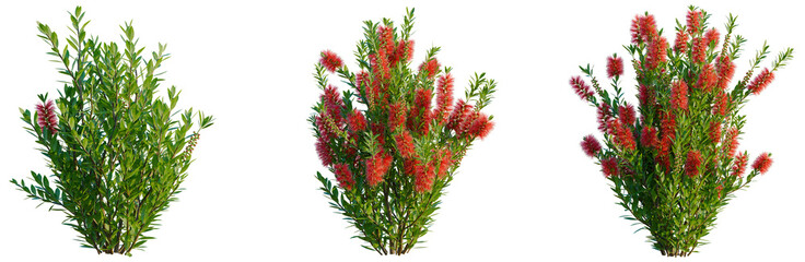 Fototapeta premium Callistemon citrinus tree, elevation, front view, cutout, transparent background, isolate, Vibrant Red Maple Leaves Branch Closeup, Autumn Foliage, Natural Beauty, Fall Colors, Detailed Texture