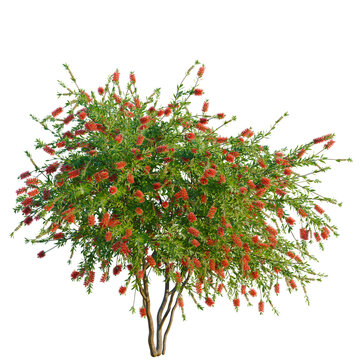 Callistemon citrinus tree, elevation, front view, cutout, transparent background, isolate, Blooming red bottlebrush tree, vibrant floral display, close-up view, nature's beauty