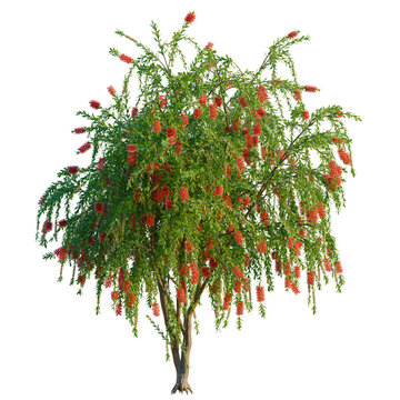 Callistemon citrinus tree, elevation, front view, cutout, transparent background, isolate, Crimson Bottlebrush Flower Close-Up - Vibrant Red Blooms, Detailed Floral Beauty, Natural Texture