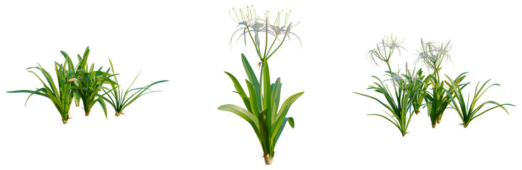 Hymenocallis littoralis tree, elevation, front view, cutout, transparent background, isolate, Green...