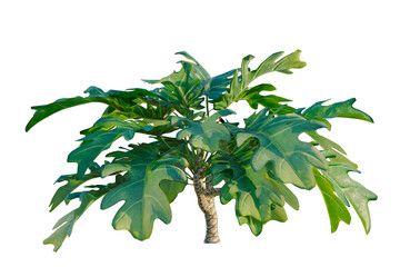 Philodendron xanadu tree, elevation, front view, cutout, transparent background, isolate, Majestic Monstera Deliciosa Plant - Close-up of Vibrant Green Leaves in Lush Detail © DH Tree Stock