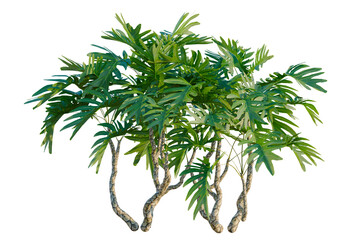 Philodendron xanadu tree, elevation, front view, cutout, transparent background, isolate, Monstera Deliciosa Plant, Tropical Leaves, Green Foliage, Botanical, Exotic, Detailed Texture © DH Tree Stock