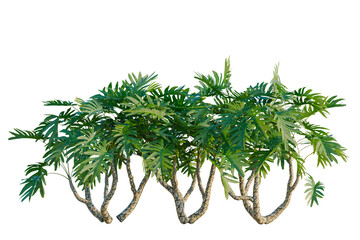 Philodendron xanadu tree, elevation, front view, cutout, transparent background, isolate, Monstera Deliciosa Plant Isolated on Background - Tropical Leaves, Exotic Flora, Greenery © DH Tree Stock