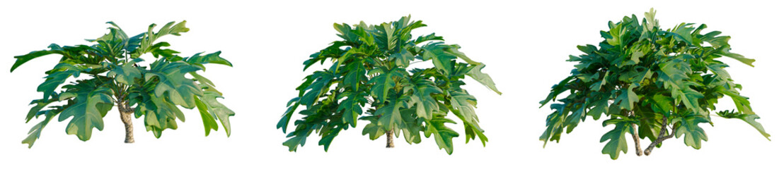 Philodendron xanadu tree, elevation, front view, cutout, transparent background, isolate, Close-up of lush green leaves of a beautiful Alocasia plant, vibrant and full of life. © DH Tree Stock