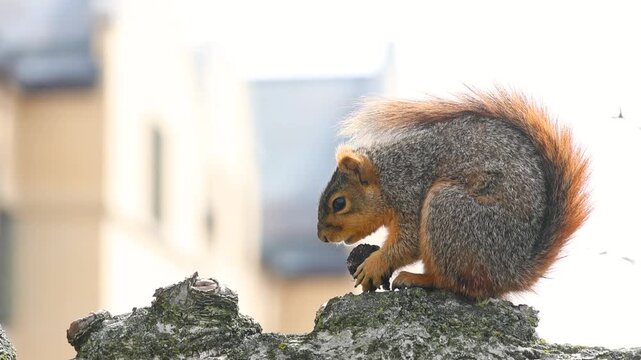 American fox squirrel eating a nut on a tree branch